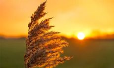 91年8月16日是什么命 农历七月初七出命运