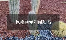 网络商号如何起名