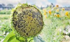 91年8月15日是什么命 农历七月初六出生命运