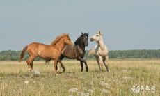 属马2023.3.9运势 掌控大局