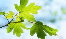 辛酉石榴木 石榴木命人最怕什么