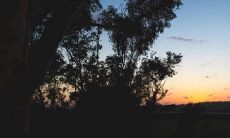 水杉树的风水寓意 种植的禁忌