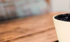 熊童子开花是好兆头吗 它的风水寓意