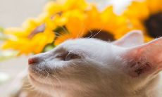 为什么说家里花开必有喜事 养什么花转运