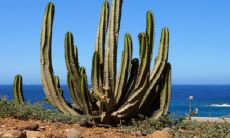 万重山风水摆放三不要 植物的寓意禁忌