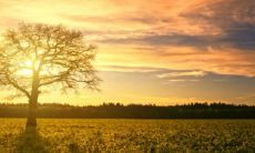 家里为什么不能种李子树 风水寓意是什么