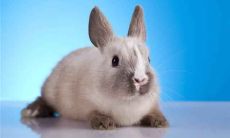 1975年属兔的后半生婚姻运势 2021年婚姻运势如何