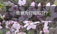 貔貅为何能招财?