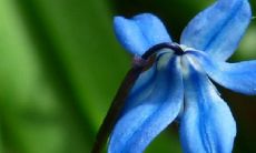 龙骨花的寓意和象征 放在哪里最旺财