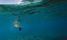 为什么说养巴西龟不吉利 有什么风水寓意