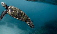 养什么龟最有灵性镇宅 有什么风水禁忌