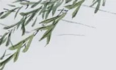 穿衣色彩攻略: 2023年1月24日五行穿衣属性查询