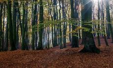 龙爪槐能栽大门两边吗 有什么禁忌