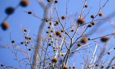 家里摆红色银柳好不好 插几支最好