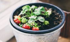 熊童子开花是好兆头吗 摆放的禁忌