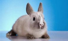 1987年属兔的终身幸运色