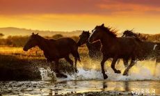 2023年什么生肖最好 公认最好的星座