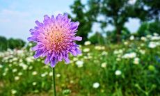 不能把芦荟放卧室的原因有哪些