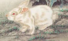 2020年属兔的人要避讳什么颜色?