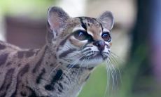 娄佩玲姓名评分96分