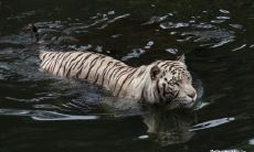 你算计不到的生肖女 精明的星座