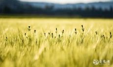 牛爸爸与龙宝宝 牛爸龙妈生什么属相的宝宝