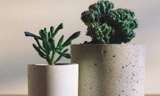 钱串子风水摆放禁忌 放哪里招财