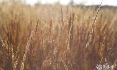 91年1月22日是什么命 农历十二月初七出生命运