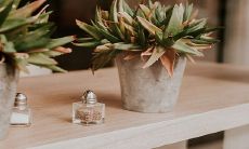 家里放猫眼竹芋吉利吗 有什么摆放禁忌