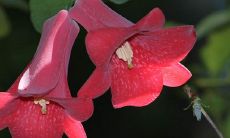 红色银柳的风水作用 家中摆放好吗