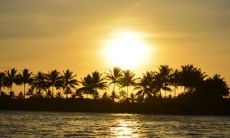 养植物跟人的气场有关吗 家养植物禁忌