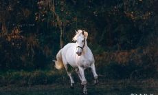 属马做什么行业 五行属水的行业有哪些