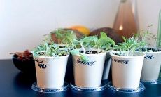 银柳放客厅一般放几支 摆放的风水禁忌