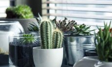 尤加利放家里不吉利吗 风水禁忌有哪些