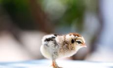 为什么属鸡人很爱属兔女 为爱痴狂的星座