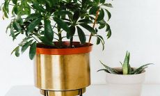 为什么家里不能养芦荟 摆放风水禁忌