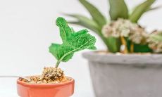 芦荟在冬天开花是好兆头吗 寓意是什么