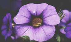 警察节在哪一天