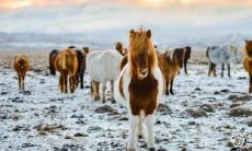 属马2023.3.27运势 很随和