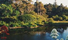 2022年五行属金还是水 是水年还是火年