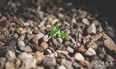 91年7月31日是什么命 农历六月二十出生命运