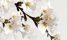 入赘有啥要求 入赘的仪式是什么