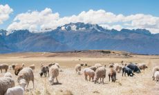 牛羊相配是绝命 结婚有幸福的吗