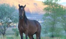 属马女气场强大不好惹 脾气大不好惹的星座