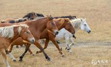 属马女命里有女儿吗 女儿奴的星座男
