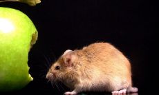 鼠和虎做生意和财吗 事业如何