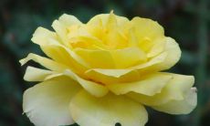 哪些星座比较喜欢甜食