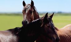 属马的2023年会死吗 象征死亡的植物