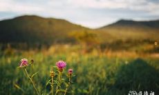 壬水生于未月 壬水生于未月命理解析