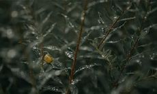 91年7月30日是什么命 农历六月十九出生命运